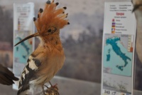 Museo Ornitologico Sis�n
